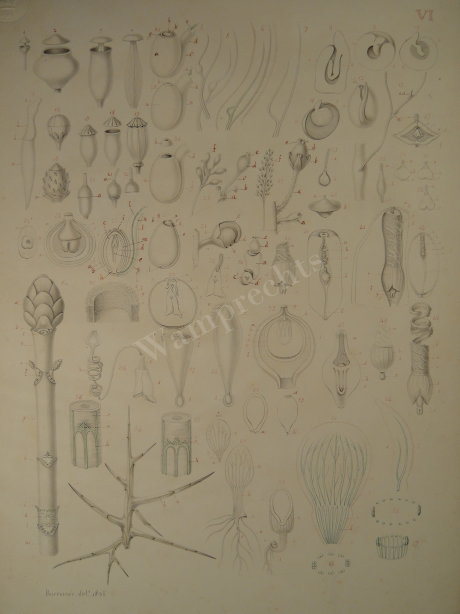 Watercolors & Lithographs of Borromée