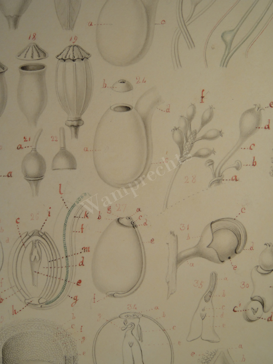 Watercolors & Lithographs of Borromée