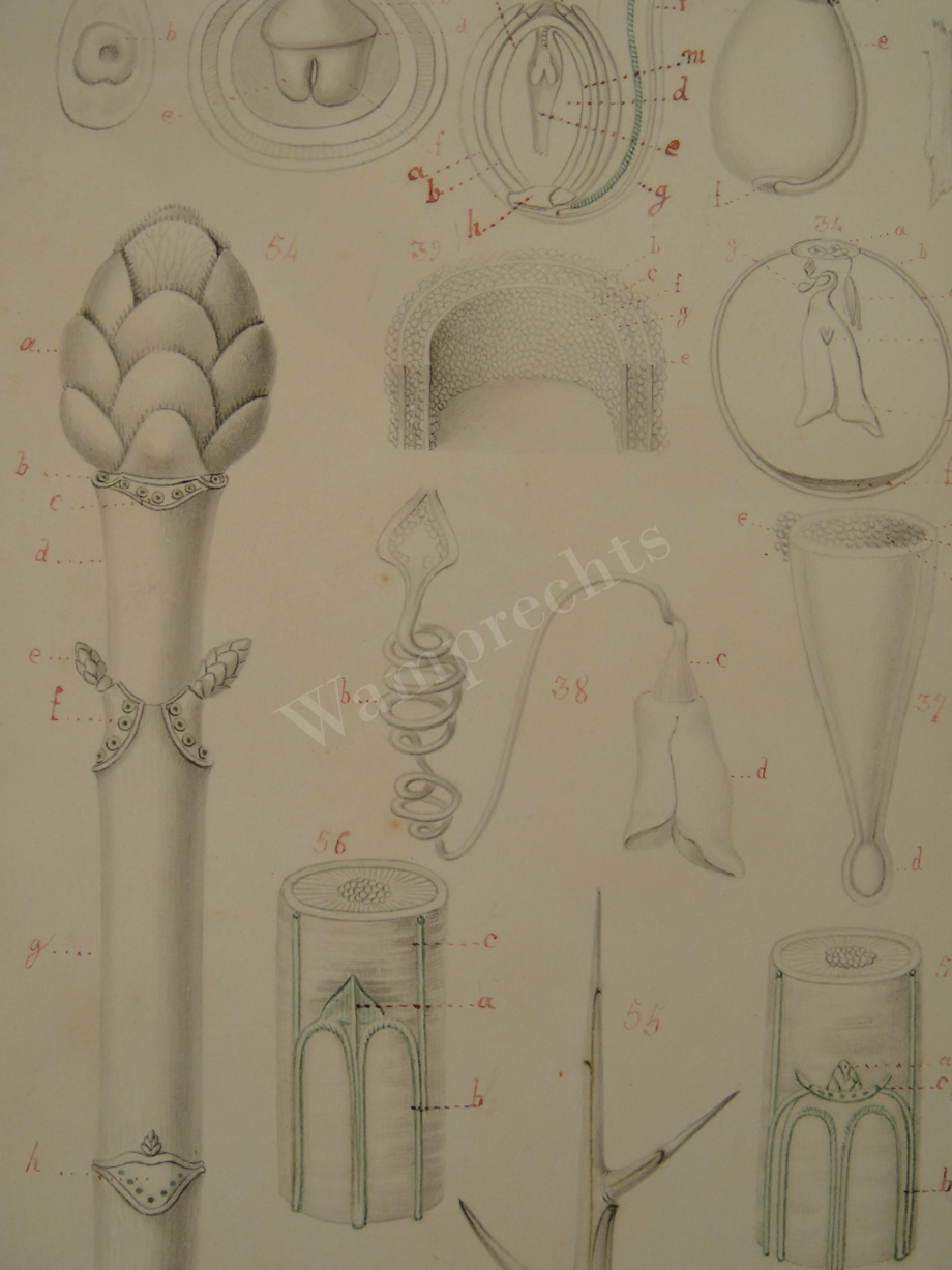 Watercolors & Lithographs of Borromée