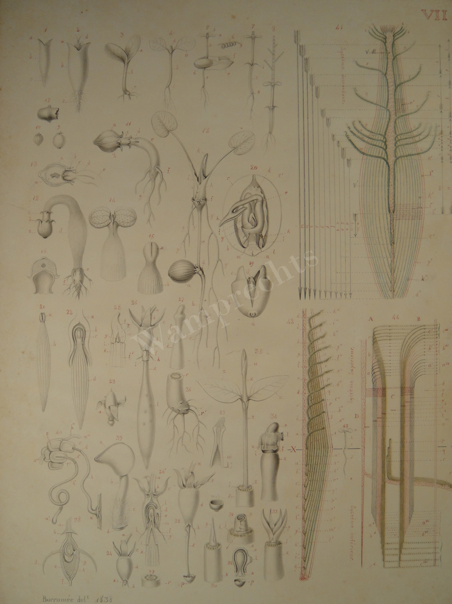 Watercolors & Lithographs of Borromée