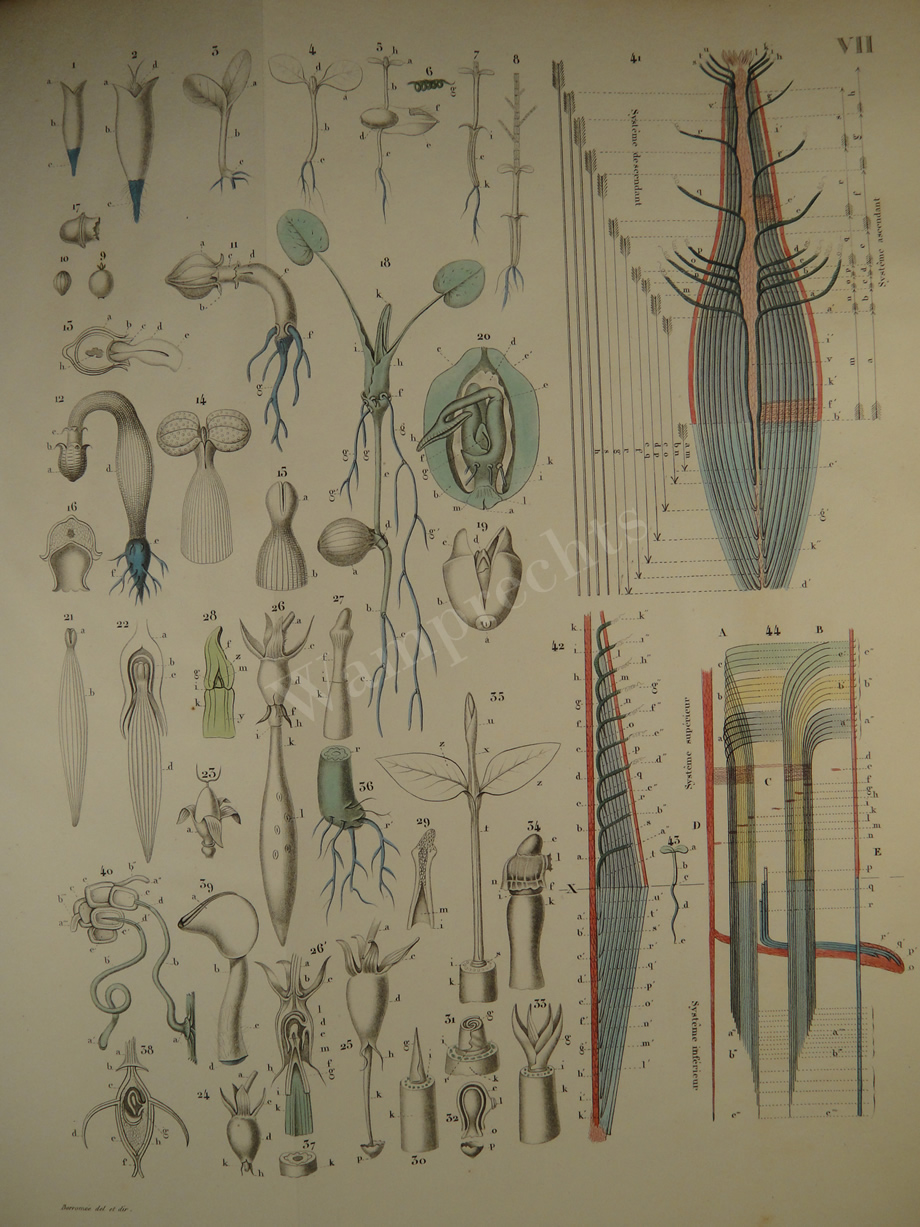 Watercolors & Lithographs of Borromée