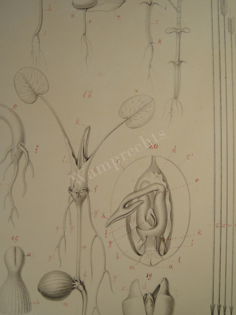 Watercolors & Lithographs of Borromée