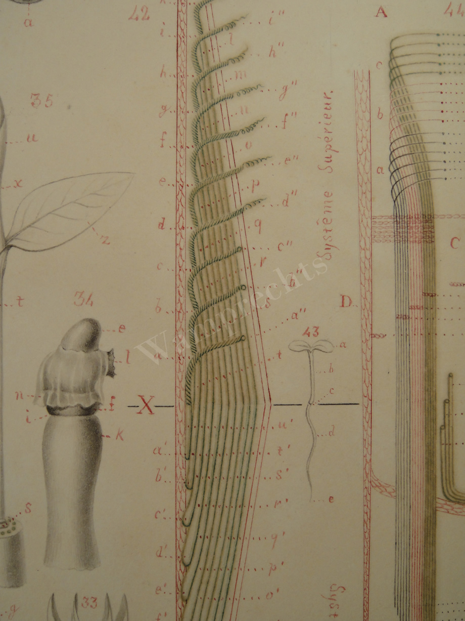 Watercolors & Lithographs of Borromée