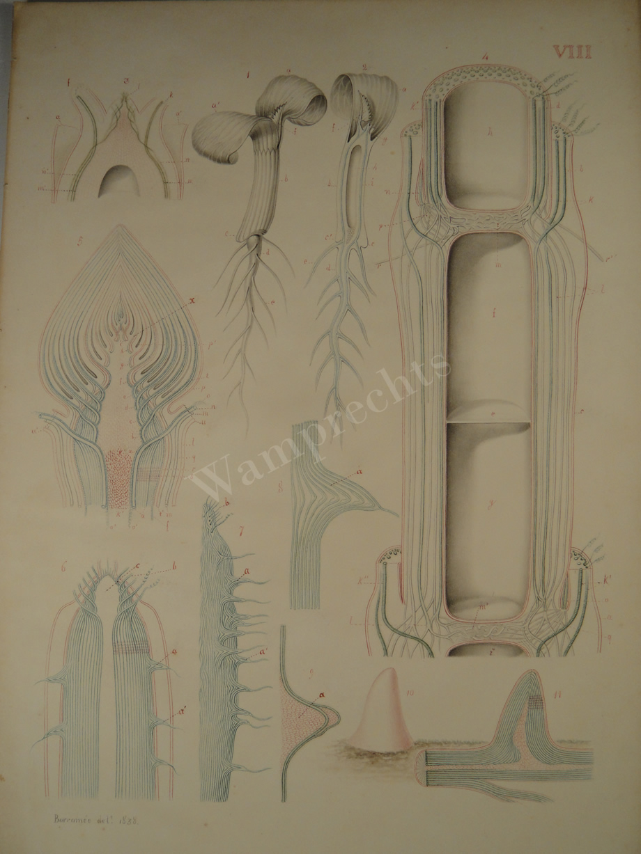 Watercolors & Lithographs of Borromée