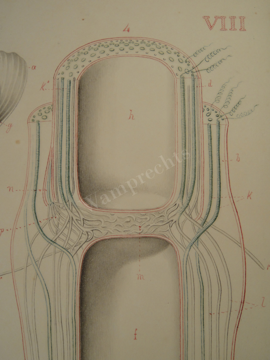 Watercolors & Lithographs of Borromée