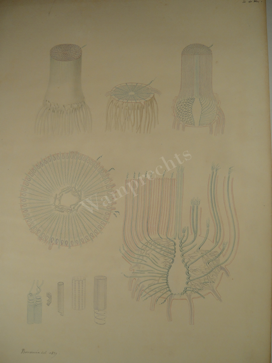 Watercolors & Lithographs of Borromée