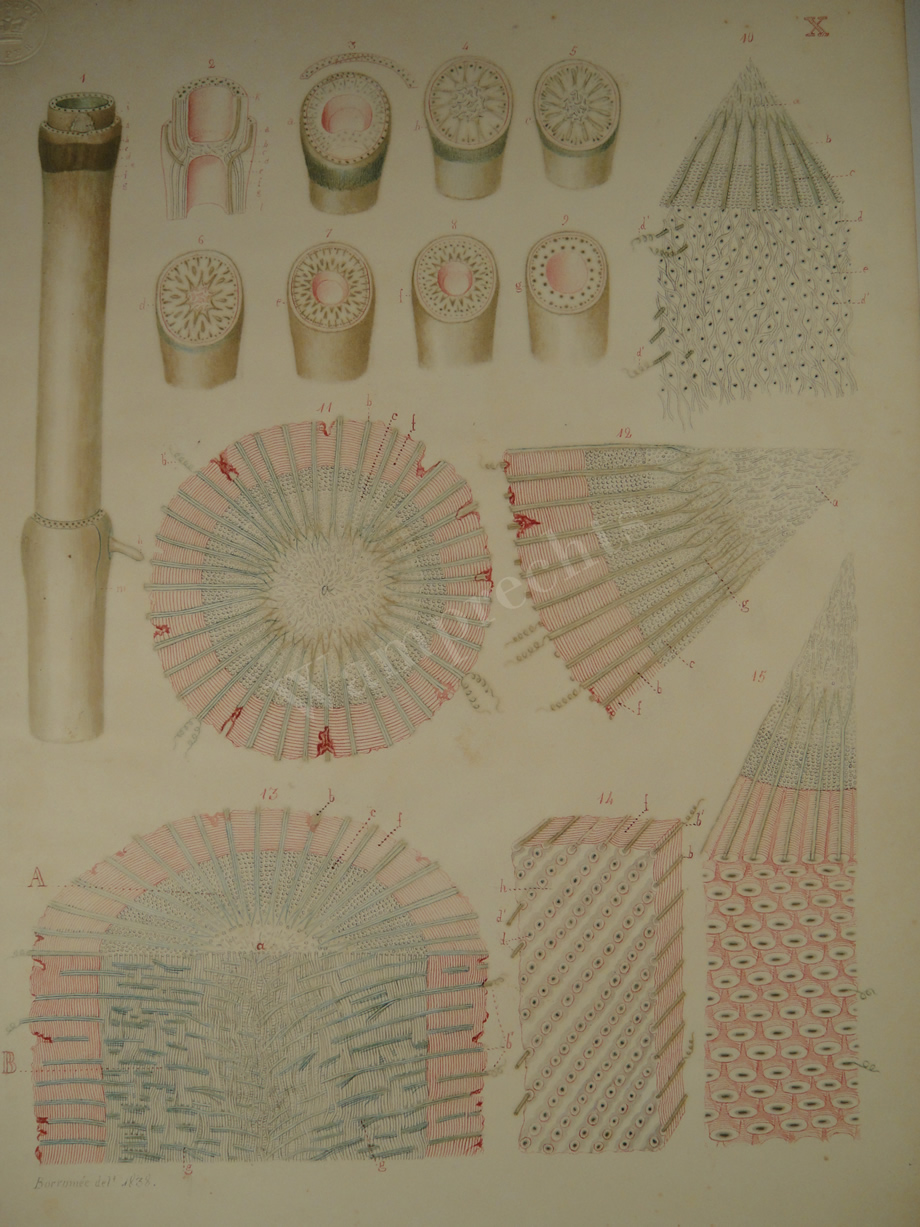 Watercolors & Lithographs of Borromée