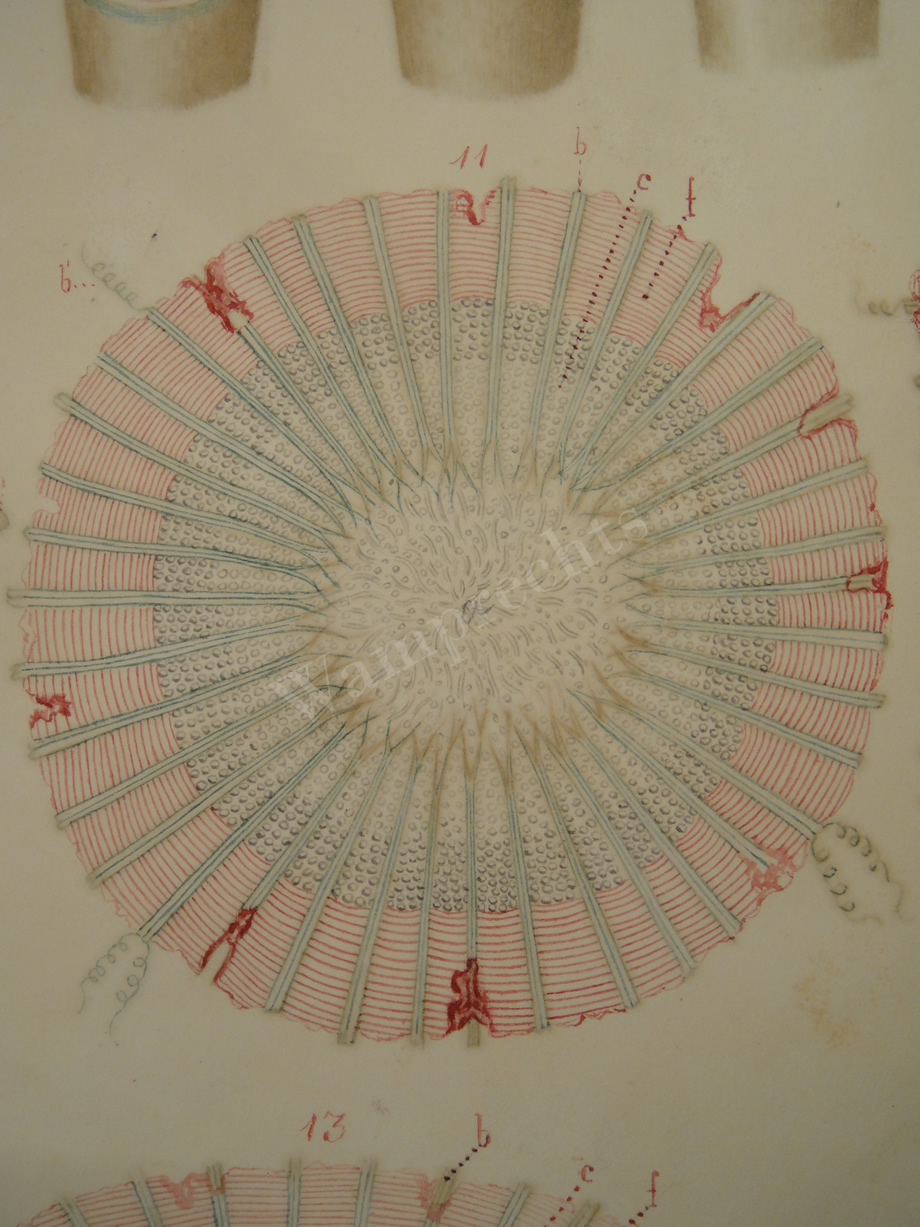 Watercolors & Lithographs of Borromée