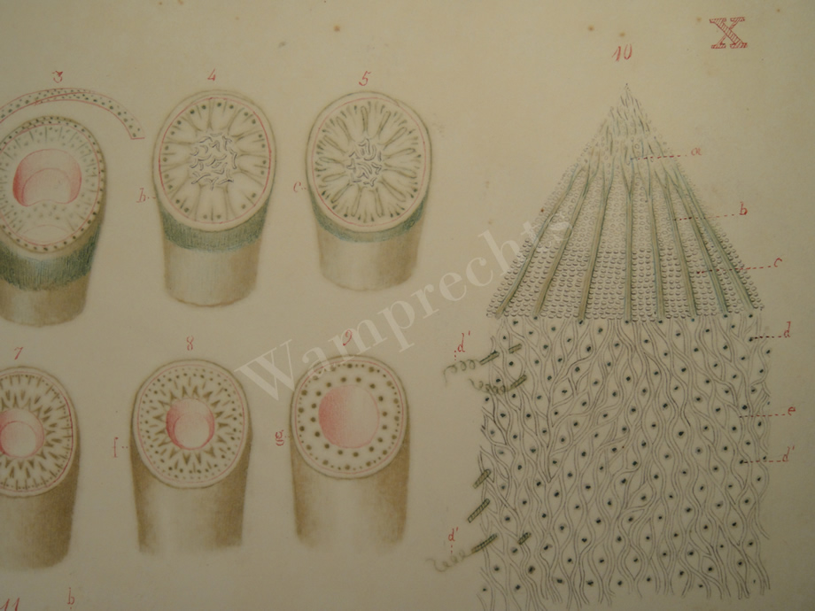 Watercolors & Lithographs of Borromée