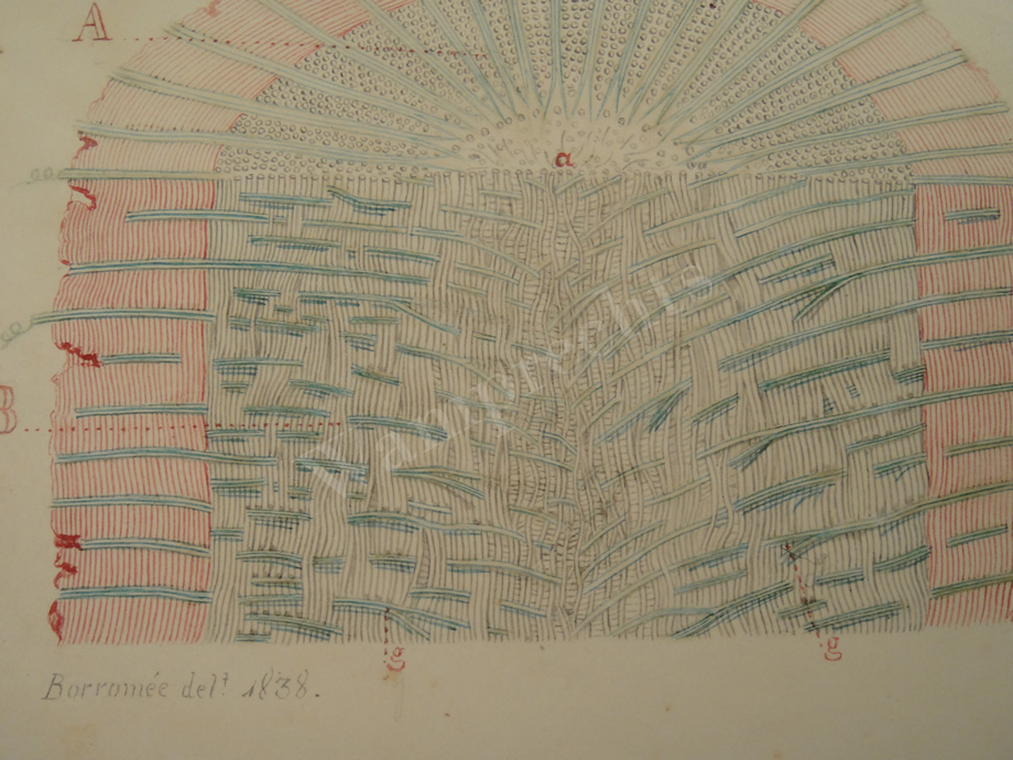Watercolors & Lithographs of Borromée