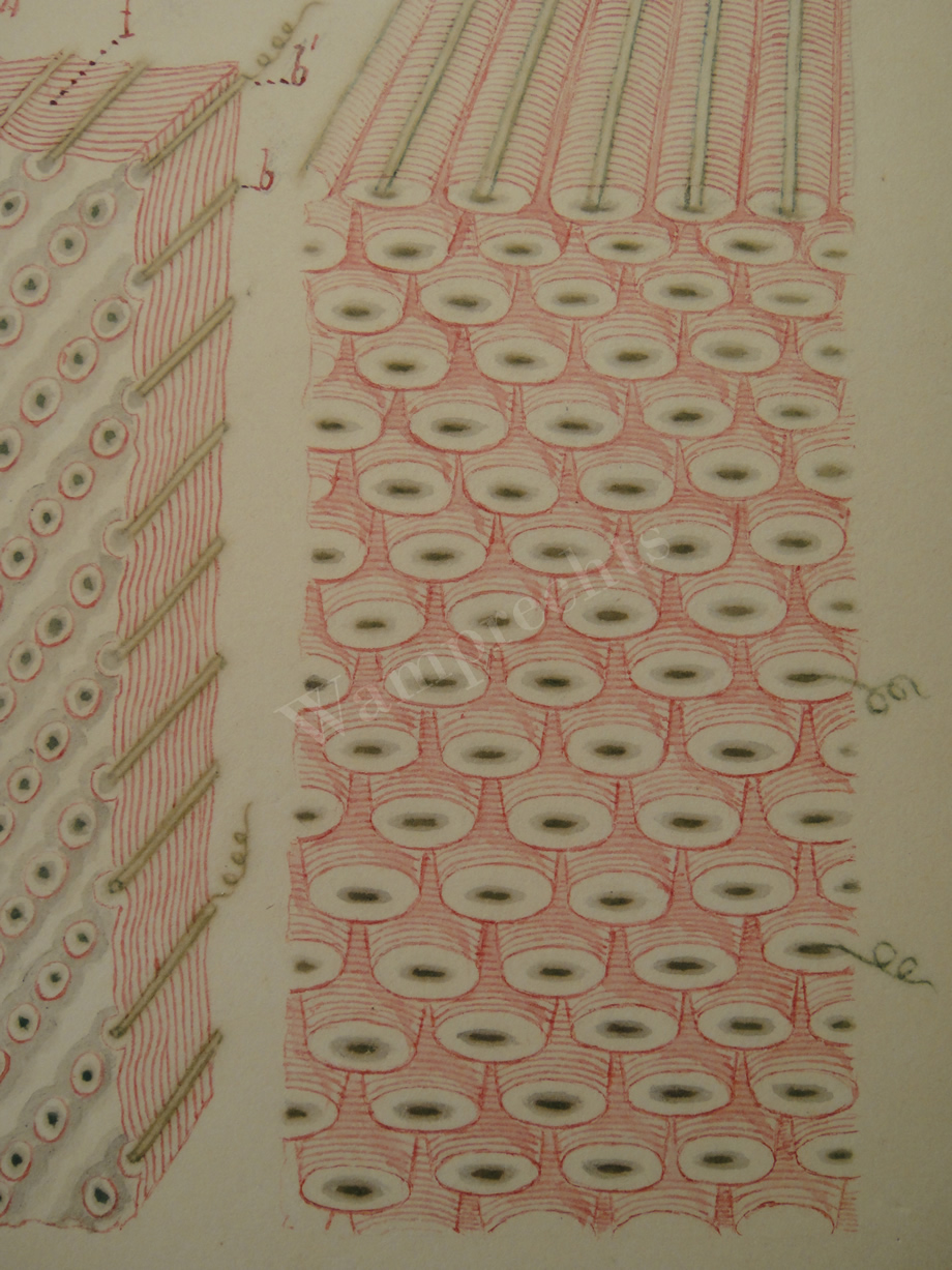 Watercolors & Lithographs of Borromée