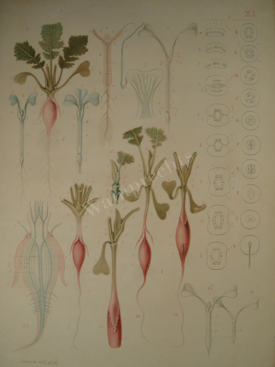 Watercolors & Lithographs of Borromée