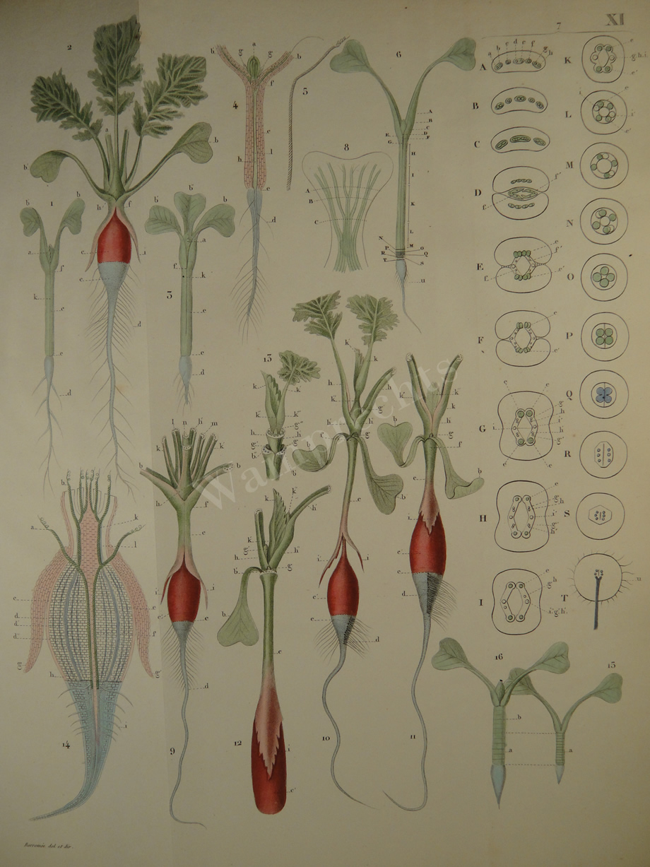 Watercolors & Lithographs of Borromée