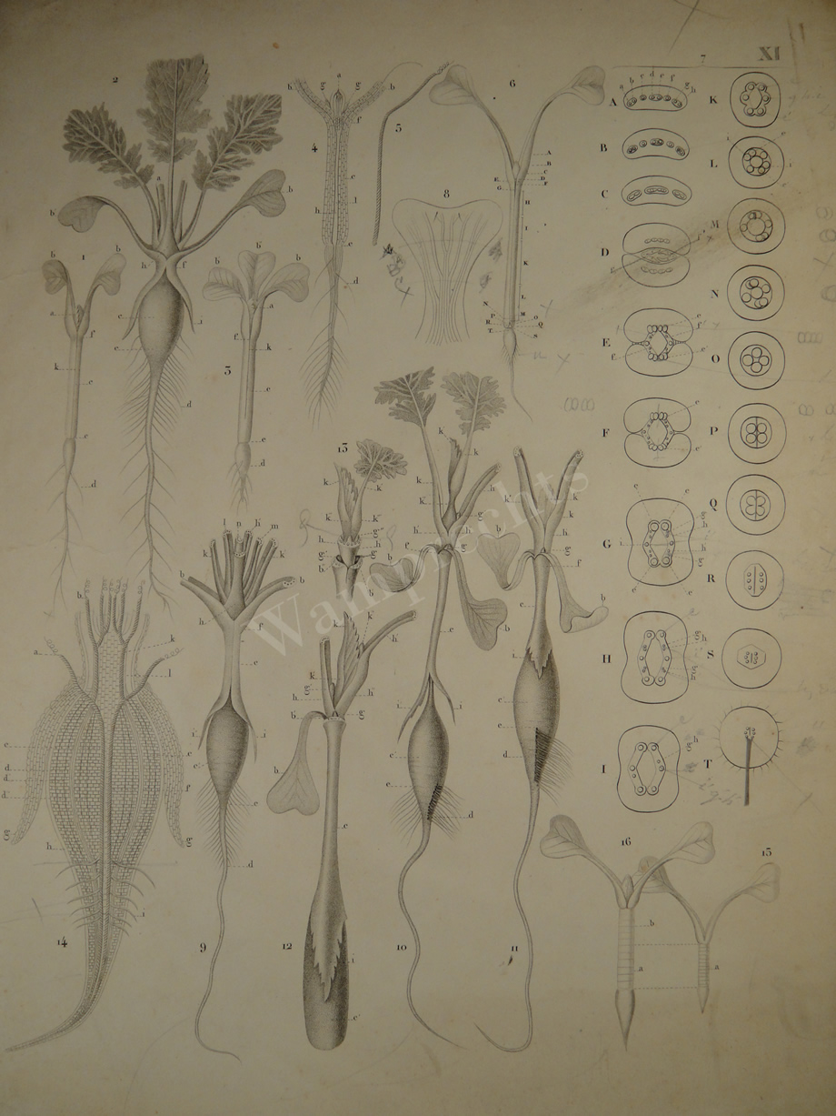 Watercolors & Lithographs of Borromée