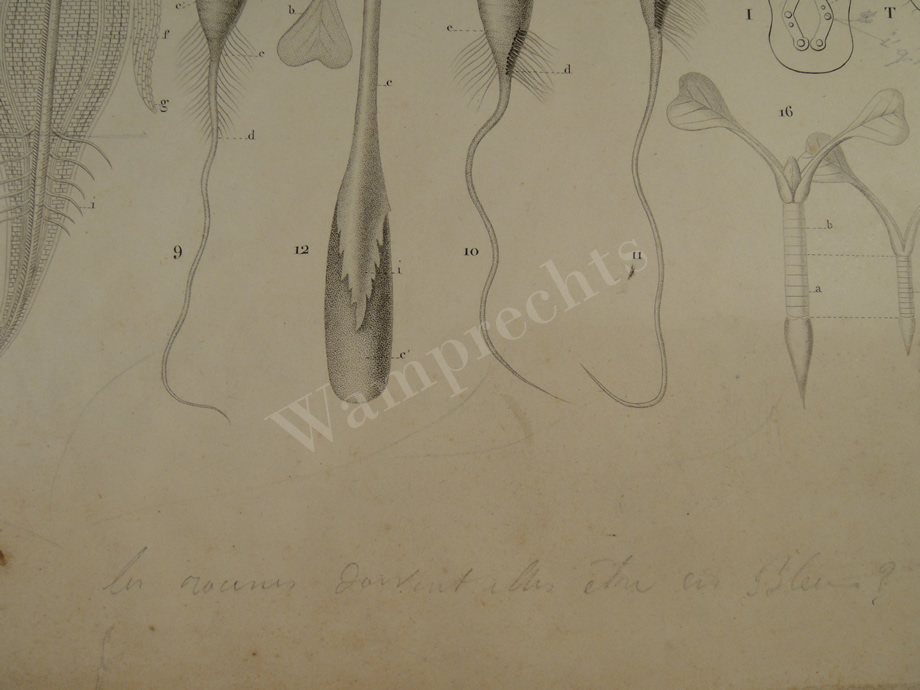 Watercolors & Lithographs of Borromée