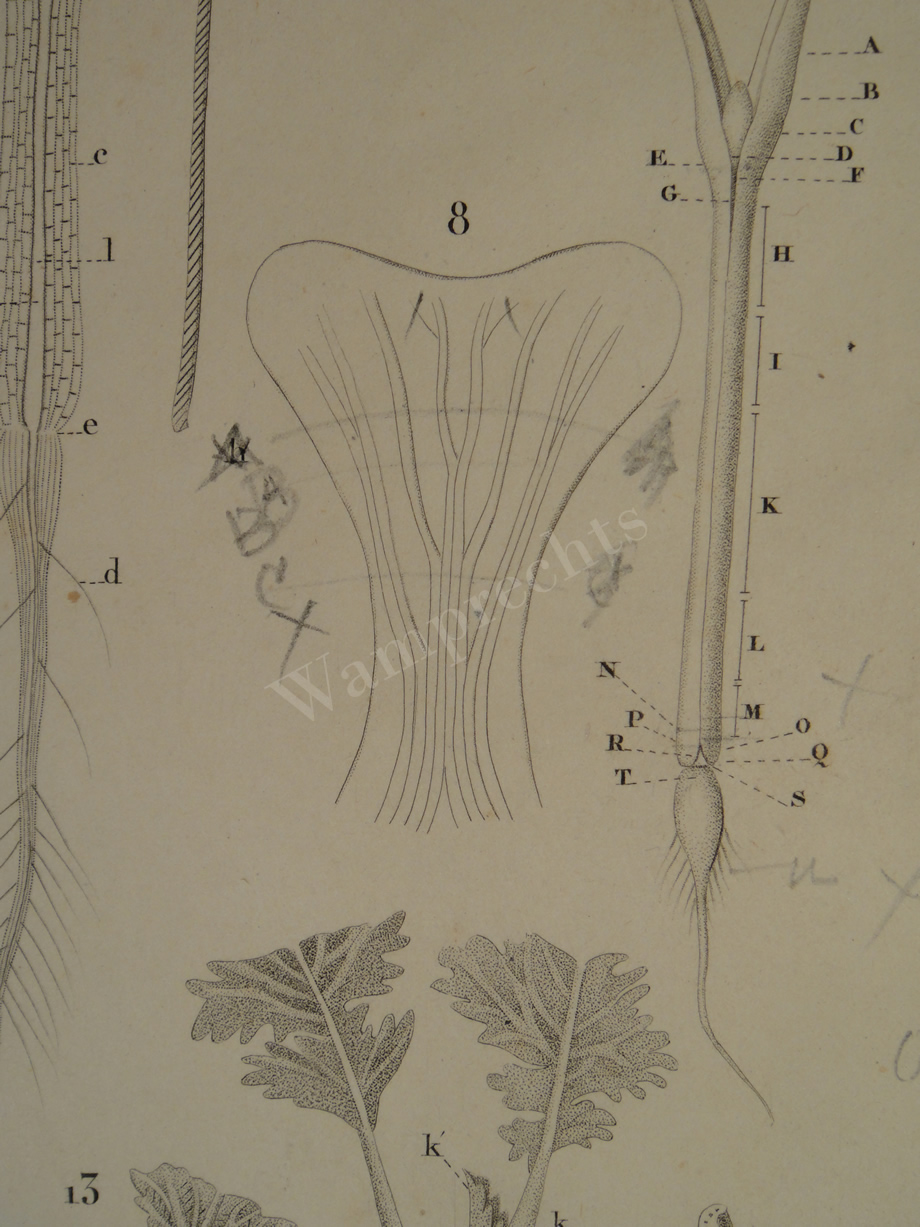 Watercolors & Lithographs of Borromée