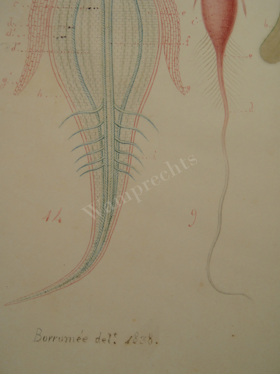 Watercolors & Lithographs of Borromée