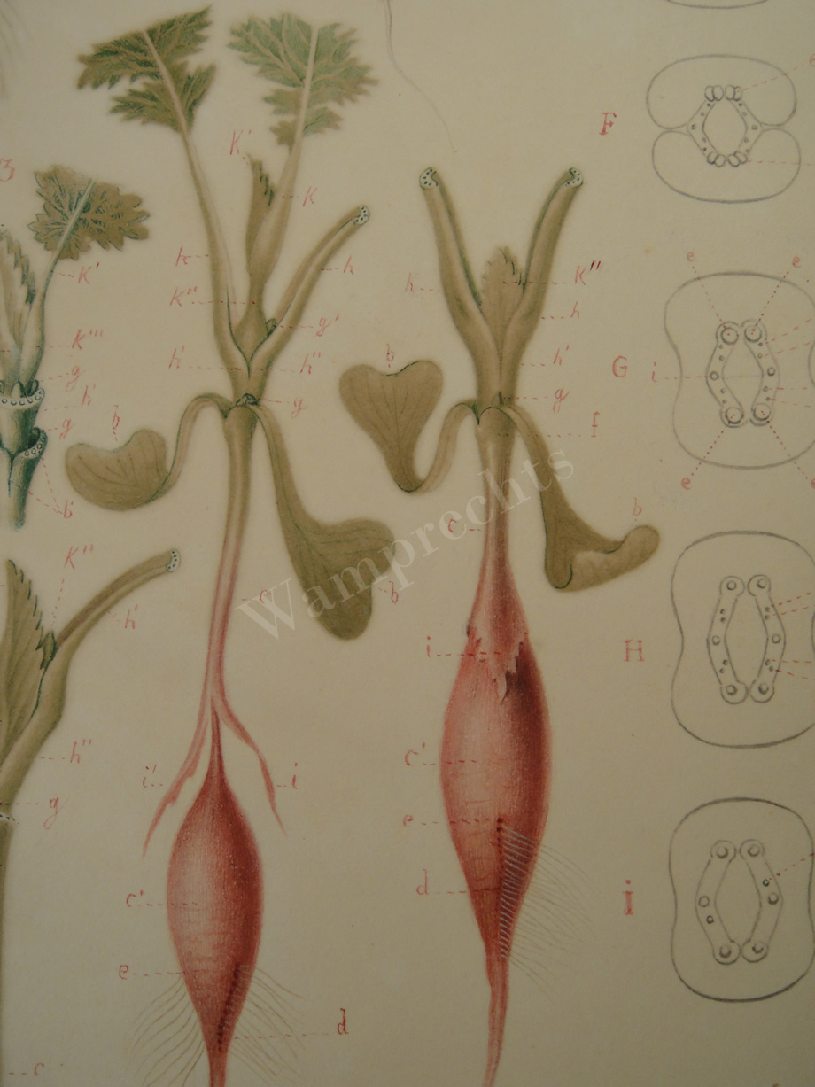 Watercolors & Lithographs of Borromée