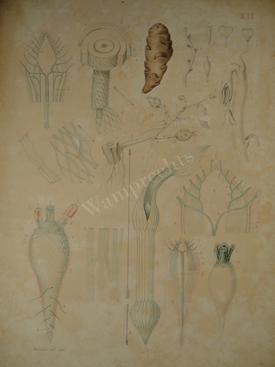 Watercolors & Lithographs of Borromée