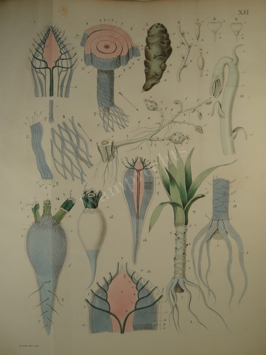 Watercolors & Lithographs of Borromée