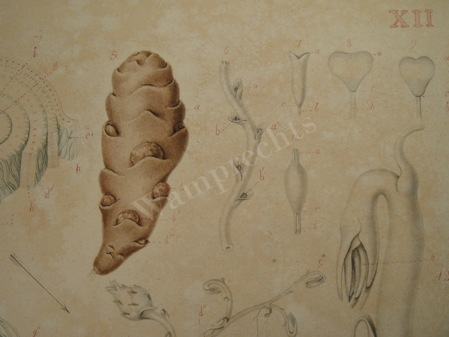 Watercolors & Lithographs of Borromée