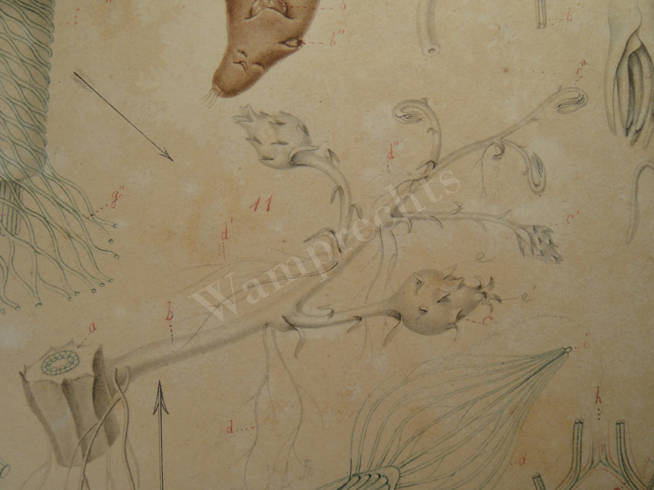 Watercolors & Lithographs of Borromée