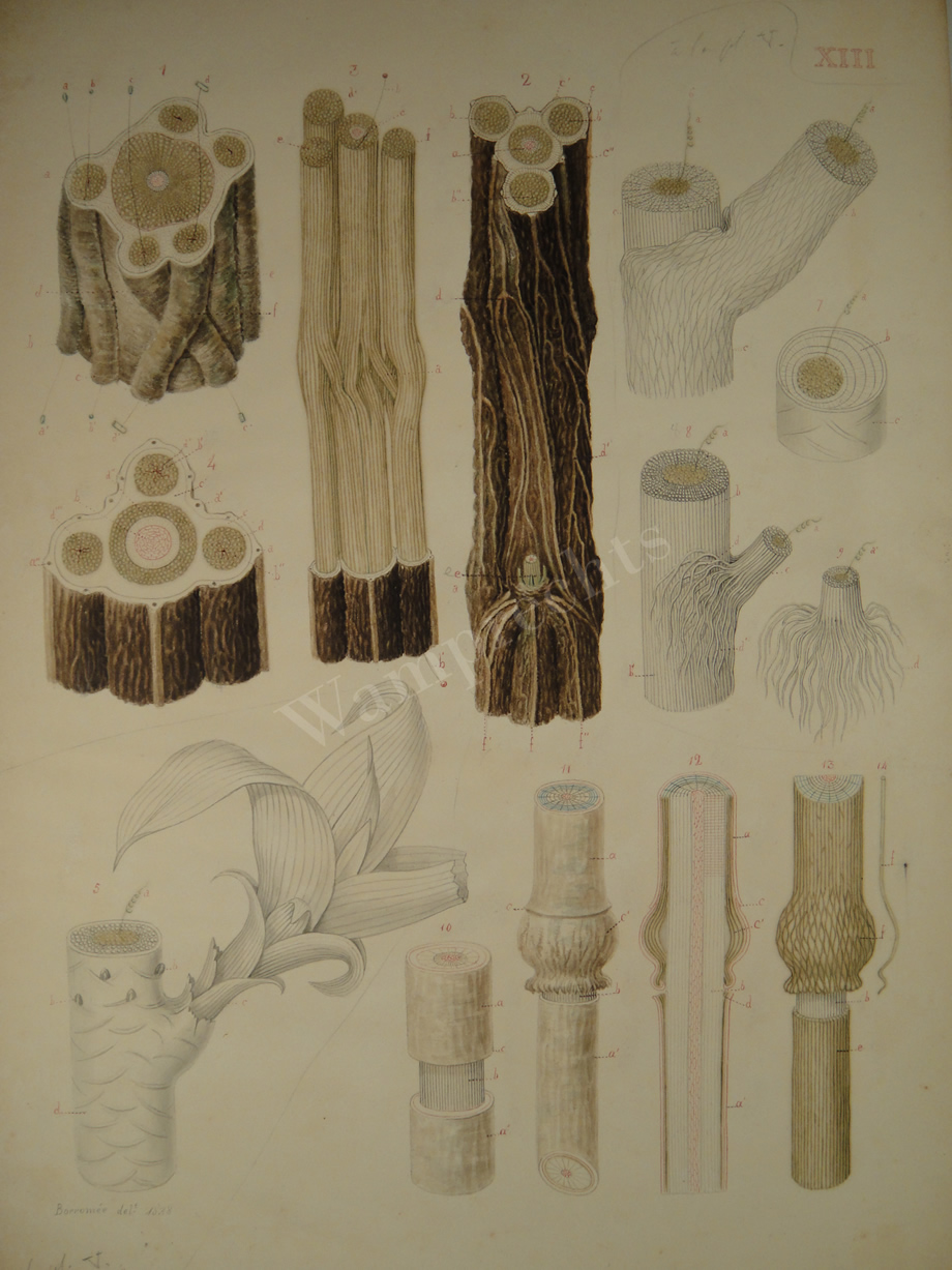 Watercolors & Lithographs of Borromée