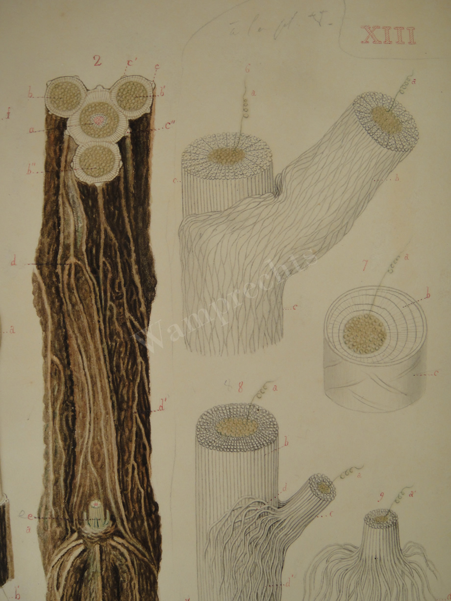 Watercolors & Lithographs of Borromée