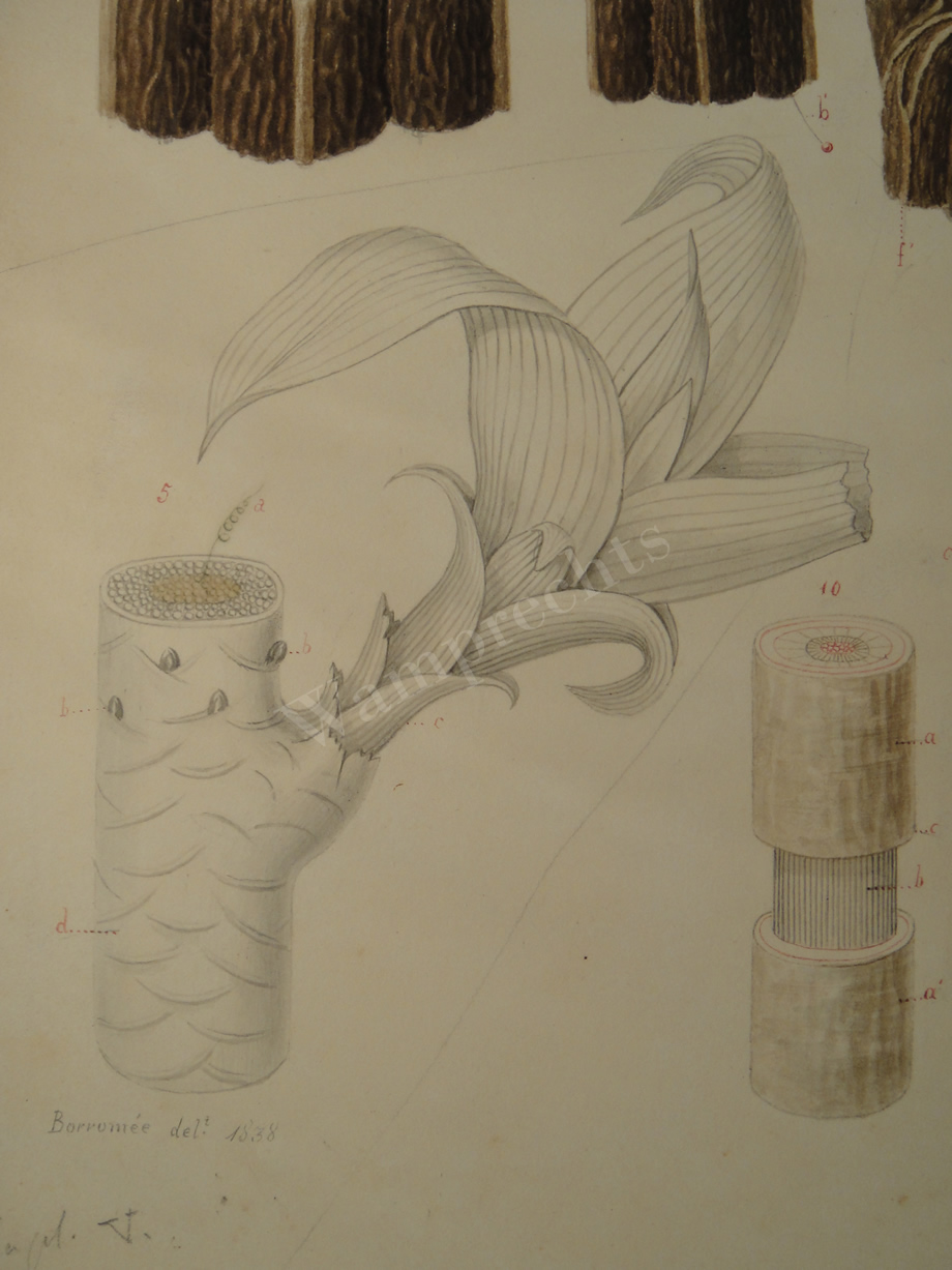 Watercolors & Lithographs of Borromée
