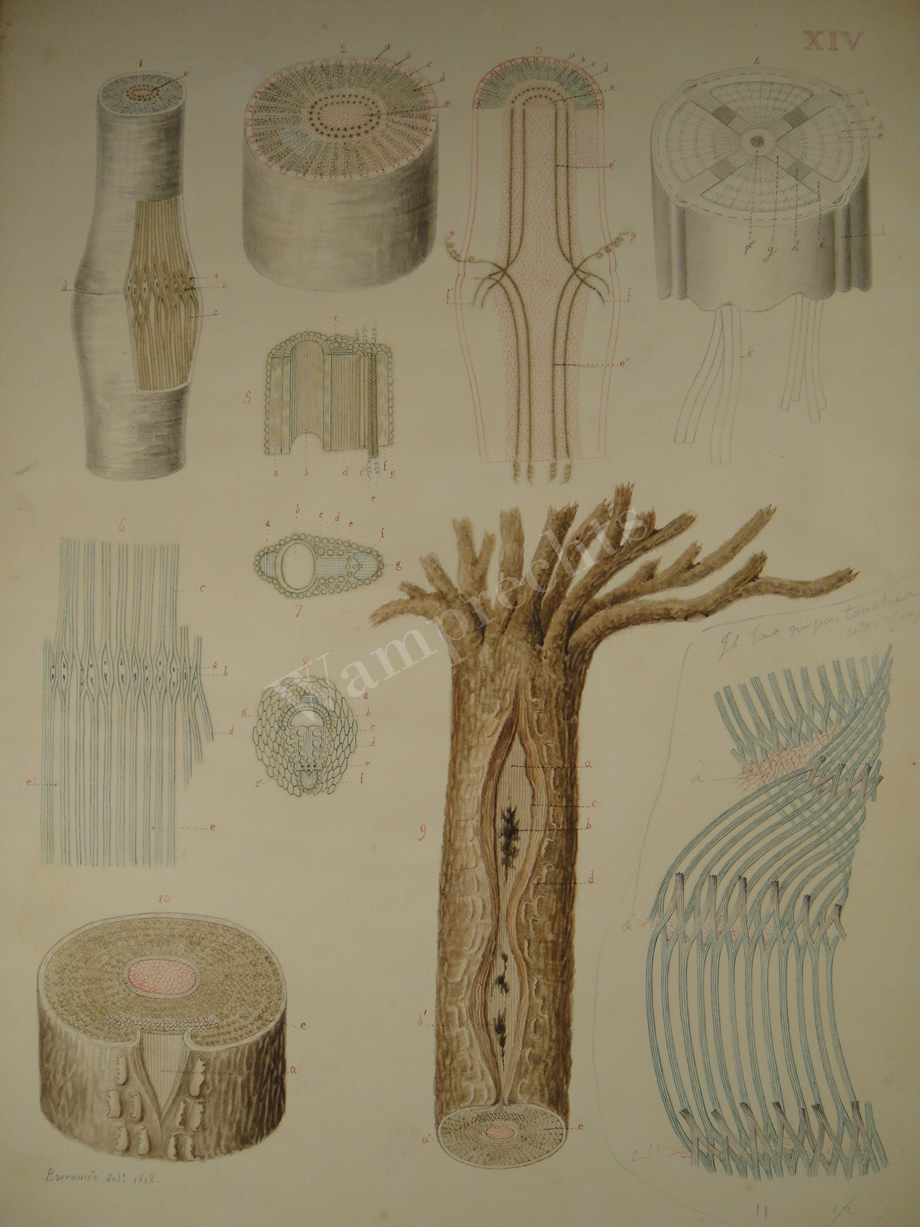 Watercolors & Lithographs of Borromée