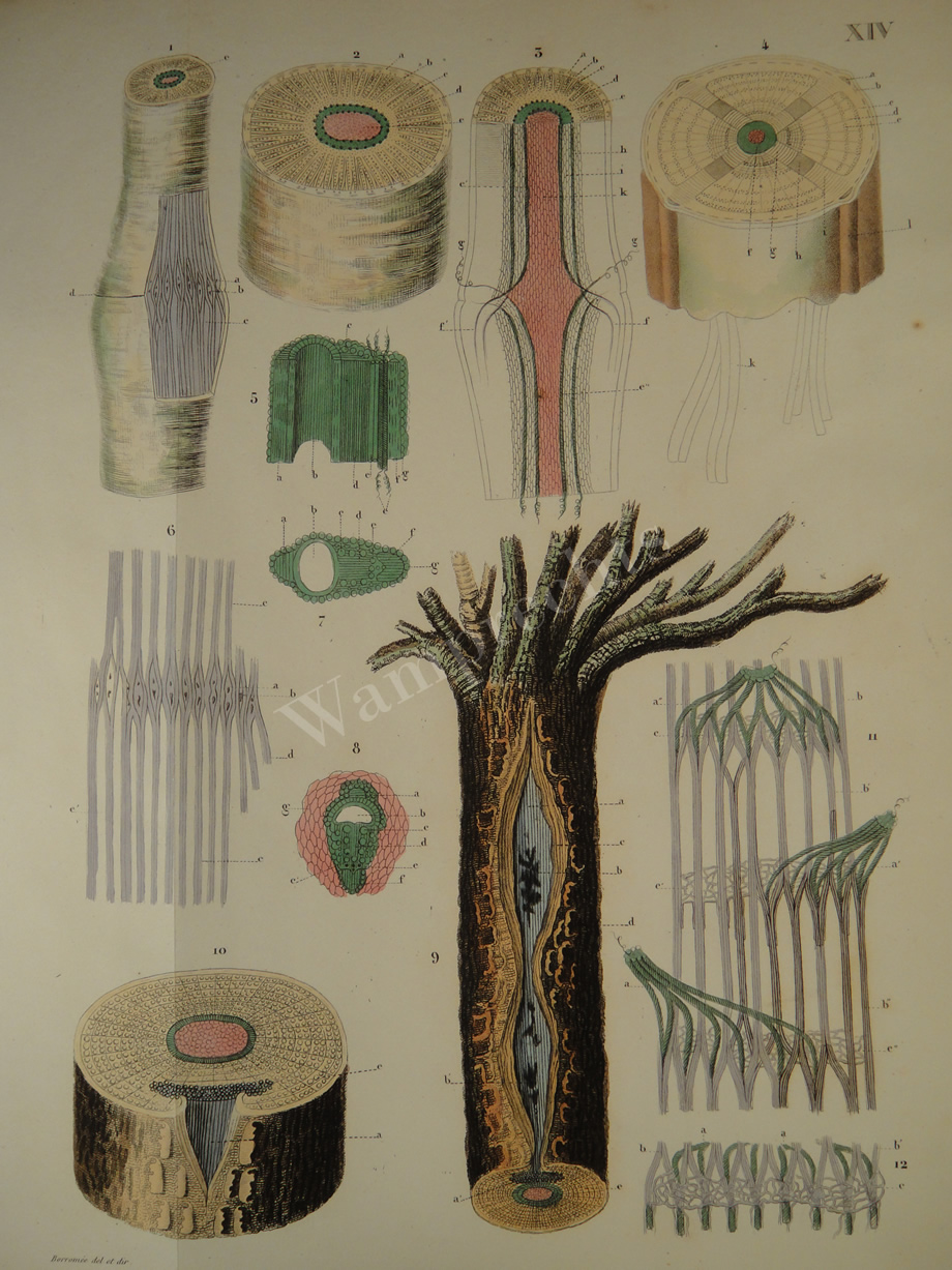 Watercolors & Lithographs of Borromée