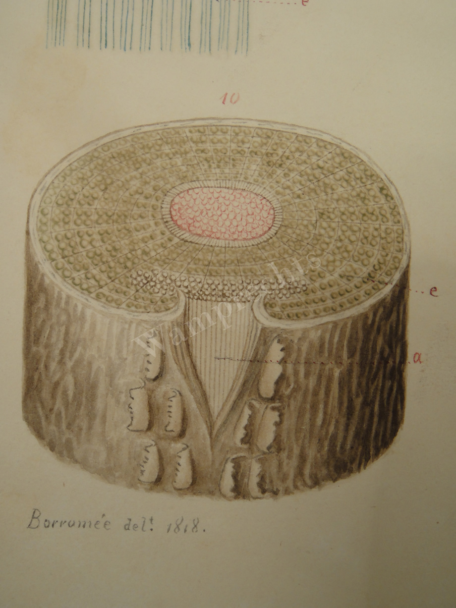 Watercolors & Lithographs of Borromée
