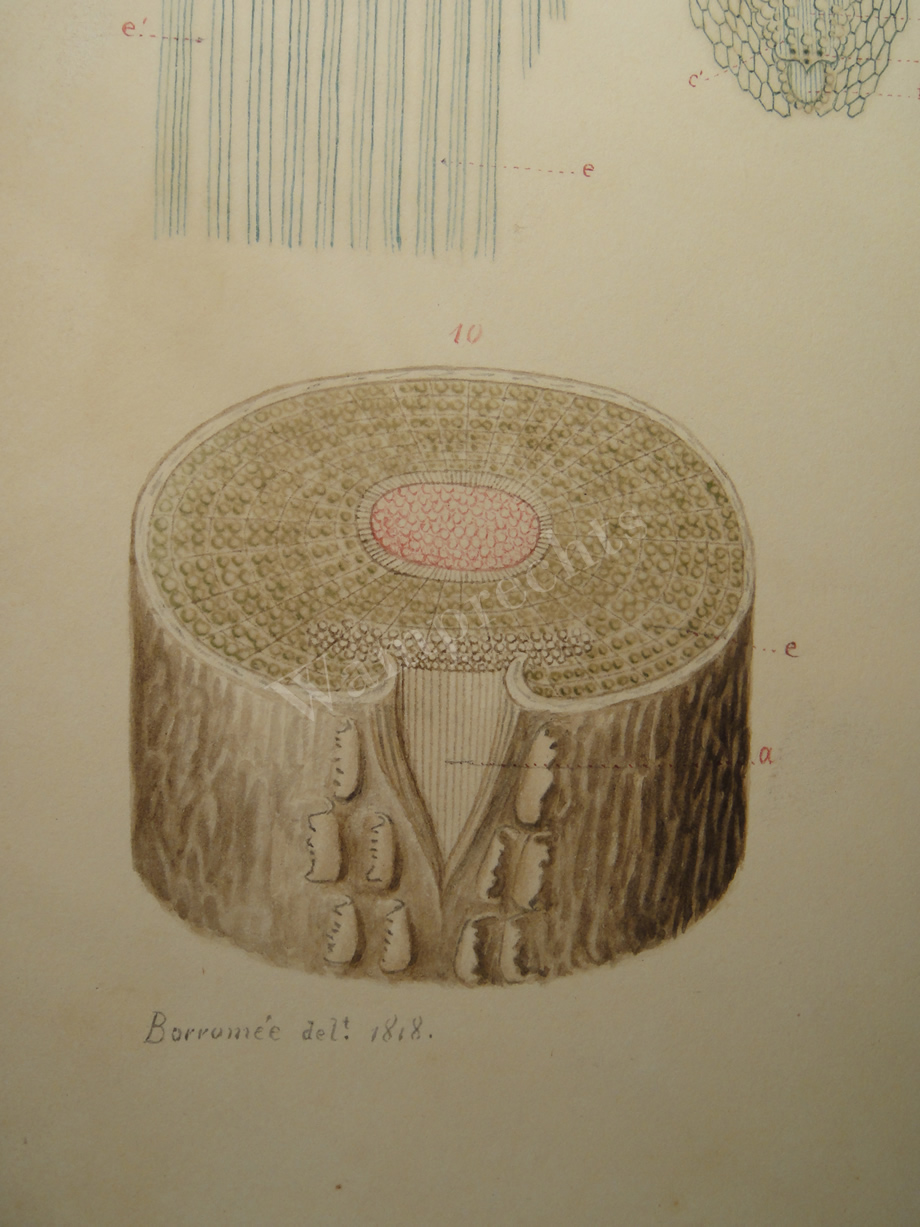 Watercolors & Lithographs of Borromée