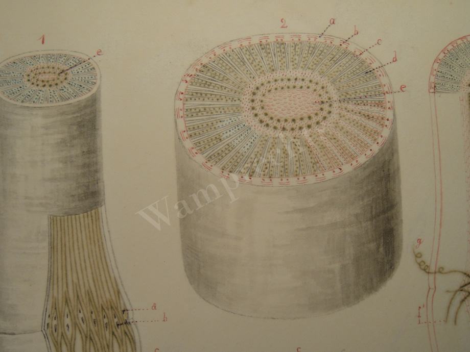 Watercolors & Lithographs of Borromée