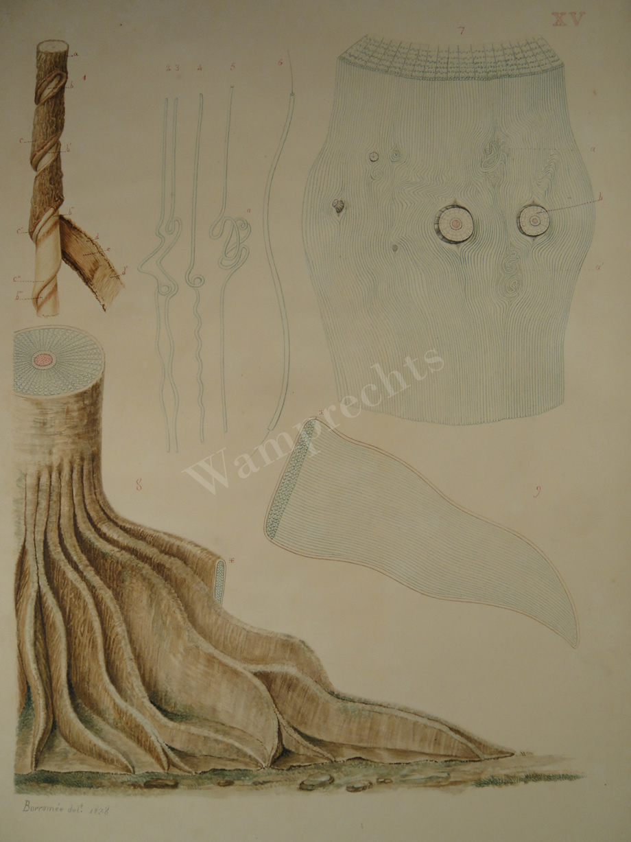 Watercolors & Lithographs of Borromée