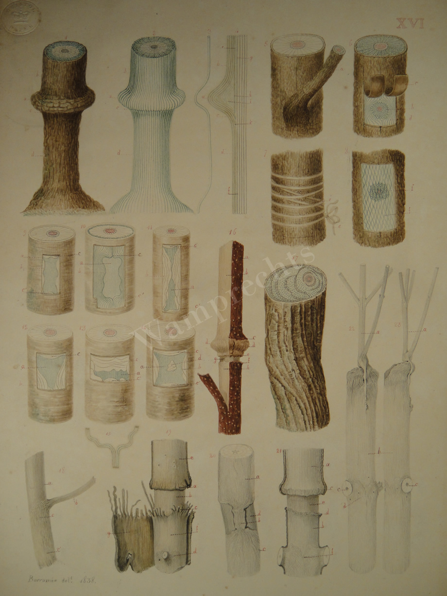 Watercolors & Lithographs of Borromée
