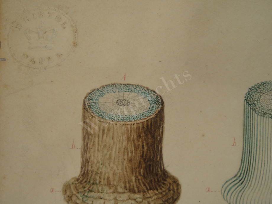 Watercolors & Lithographs of Borromée