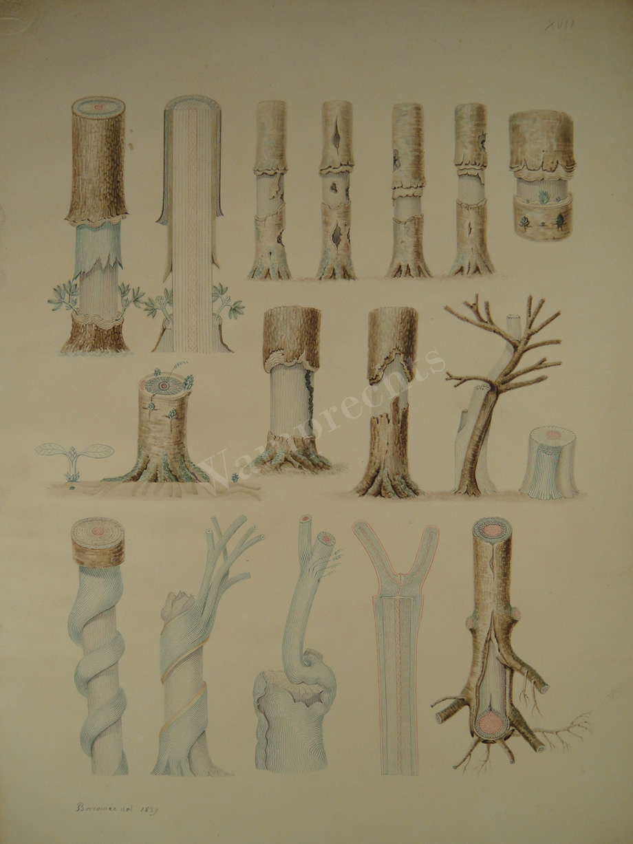 Watercolors & Lithographs of Borromée