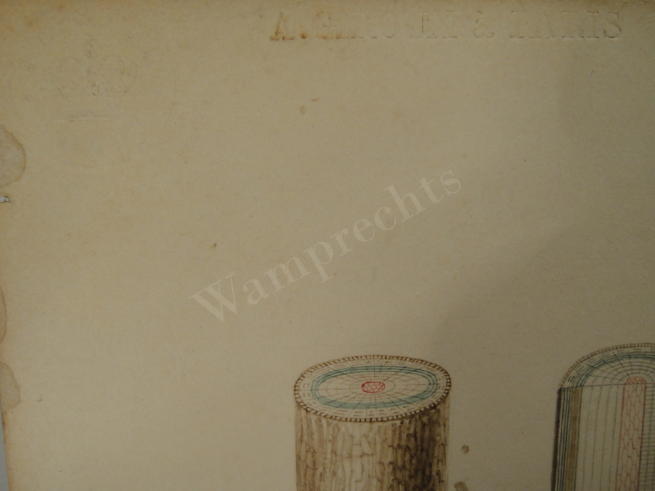 Watercolors & Lithographs of Borromée