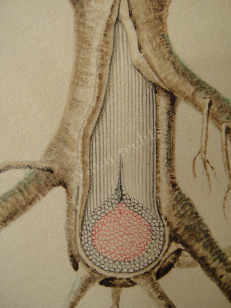 Watercolors & Lithographs of Borromée