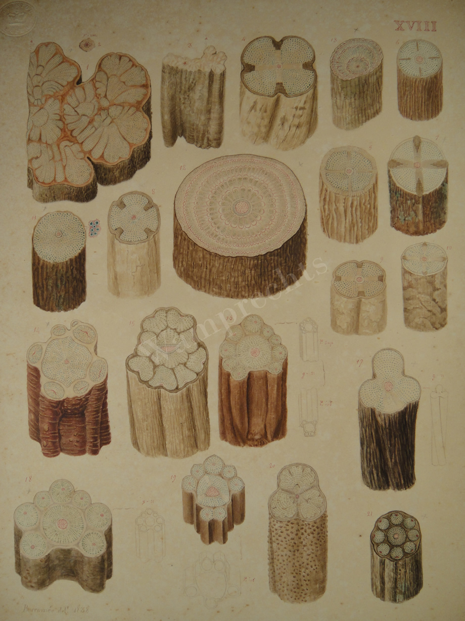 Watercolors & Lithographs of Borromée