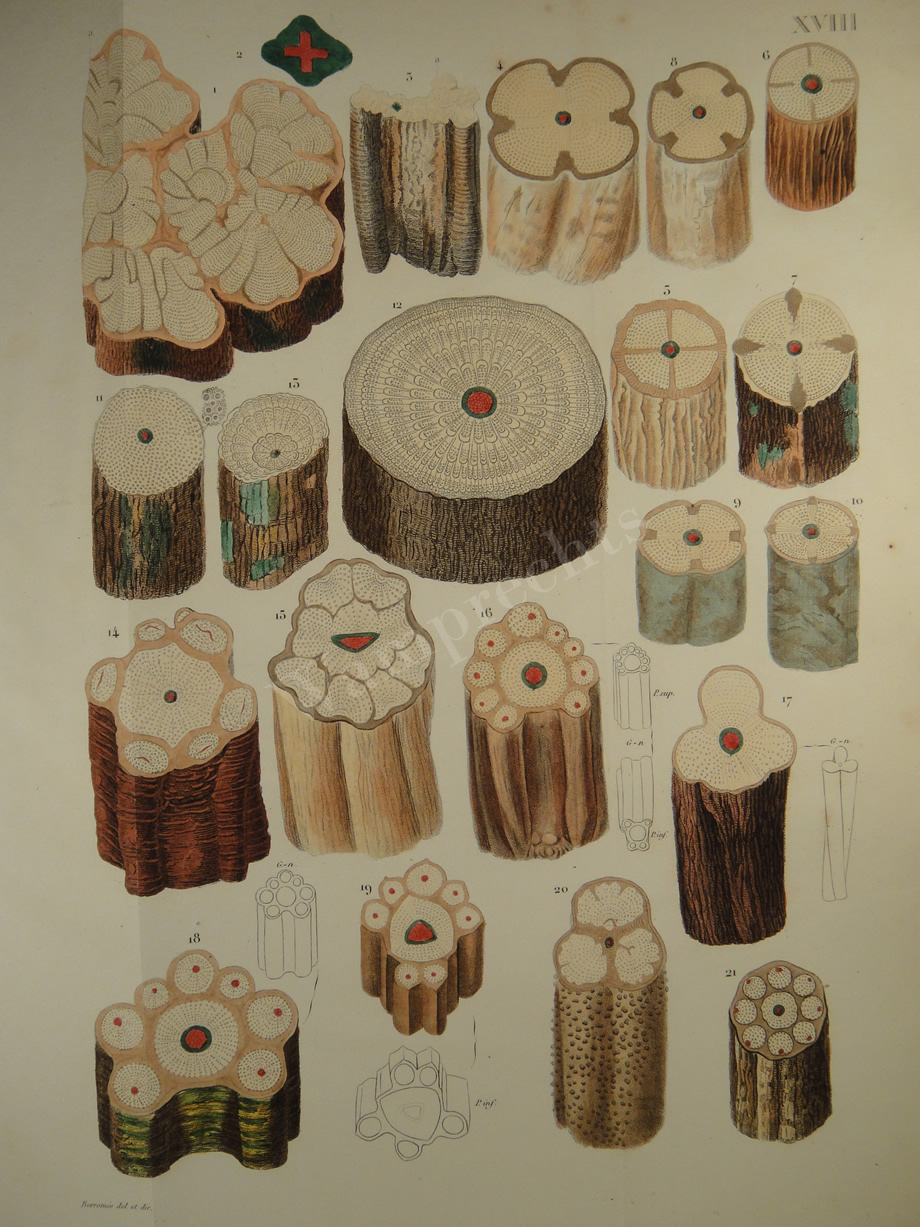 Watercolors & Lithographs of Borromée