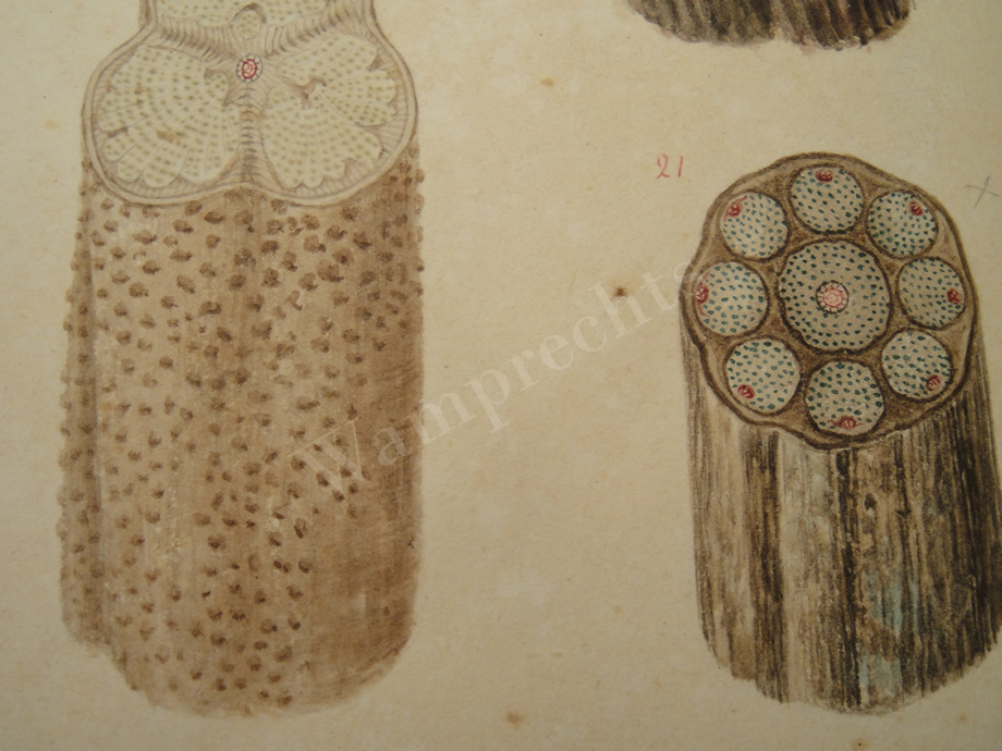 Watercolors & Lithographs of Borromée
