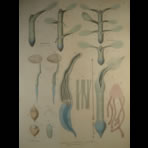 Watercolors & Lithographs of Borromée