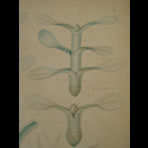 Watercolors & Lithographs of Borromée
