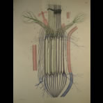 Watercolors & Lithographs of Borromée