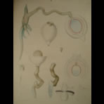 Watercolors & Lithographs of Borromée