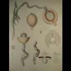 Watercolors & Lithographs of Borromée