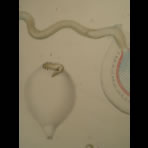Watercolors & Lithographs of Borromée