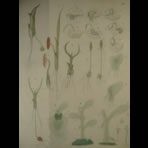 Watercolors & Lithographs of Borromée